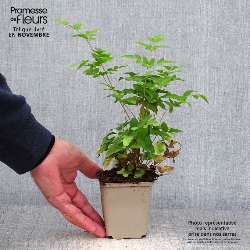 Example of Osmunda japonica - Japanischer Königsfarn Kleine Töpfe von 8/9 cm as you get in automne