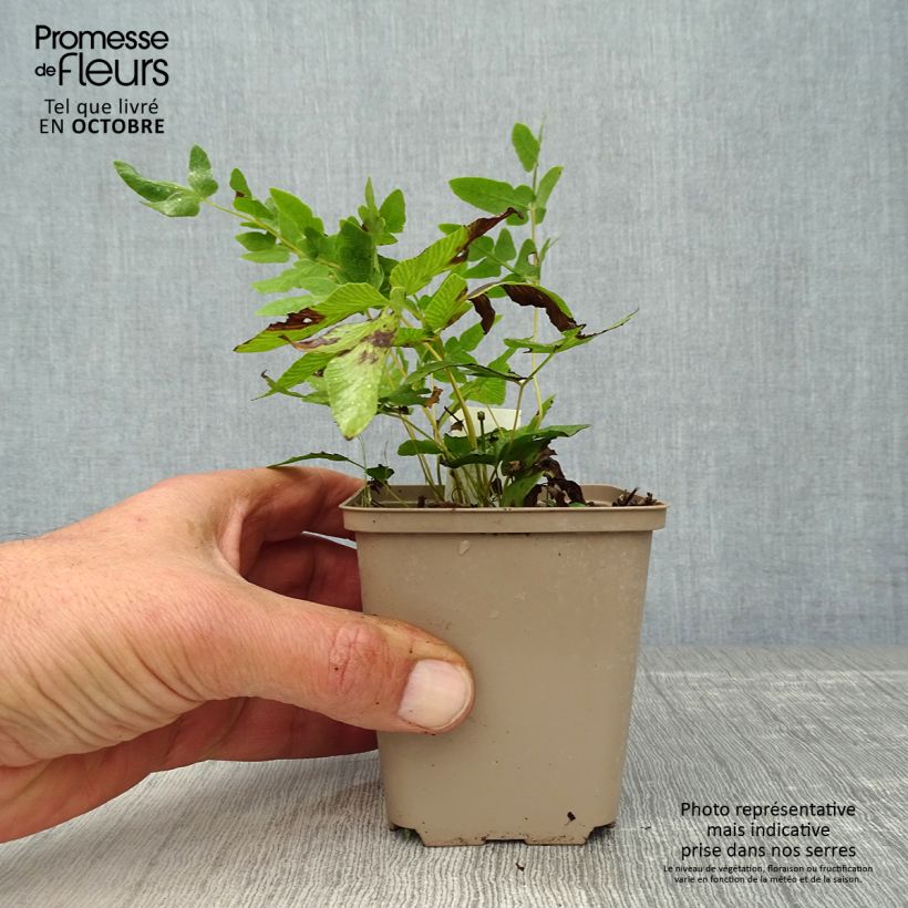 Example of Osmunda regalis - Königsfarn Kleine Töpfe von 8/9 cm as you get in automne
