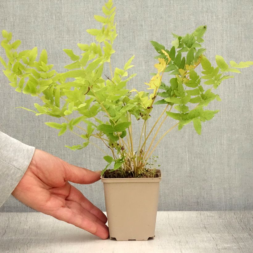 Exemplar von Osmunda regalis - Königsfarn Kleine Töpfe von 8/9 cm wie im Sommer geliefert