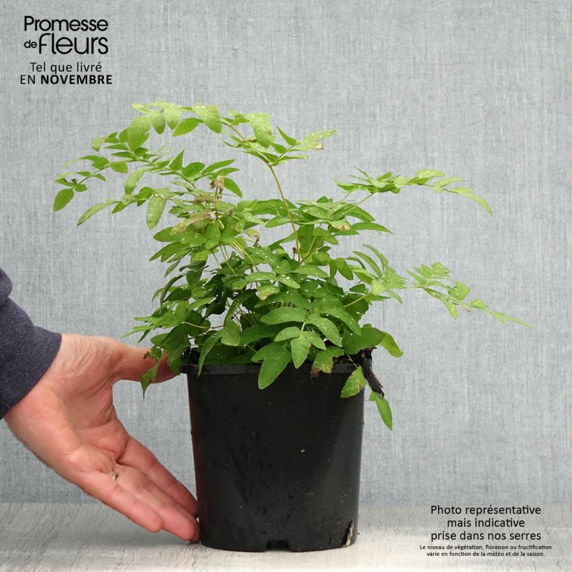 Example of Osmunda regalis - Königsfarn Topf mit 2L/3L as you get in automne