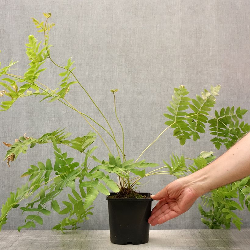 Exemplar von Osmunda regalis - Königsfarn Topf mit 2L/3L wie im Sommer geliefert
