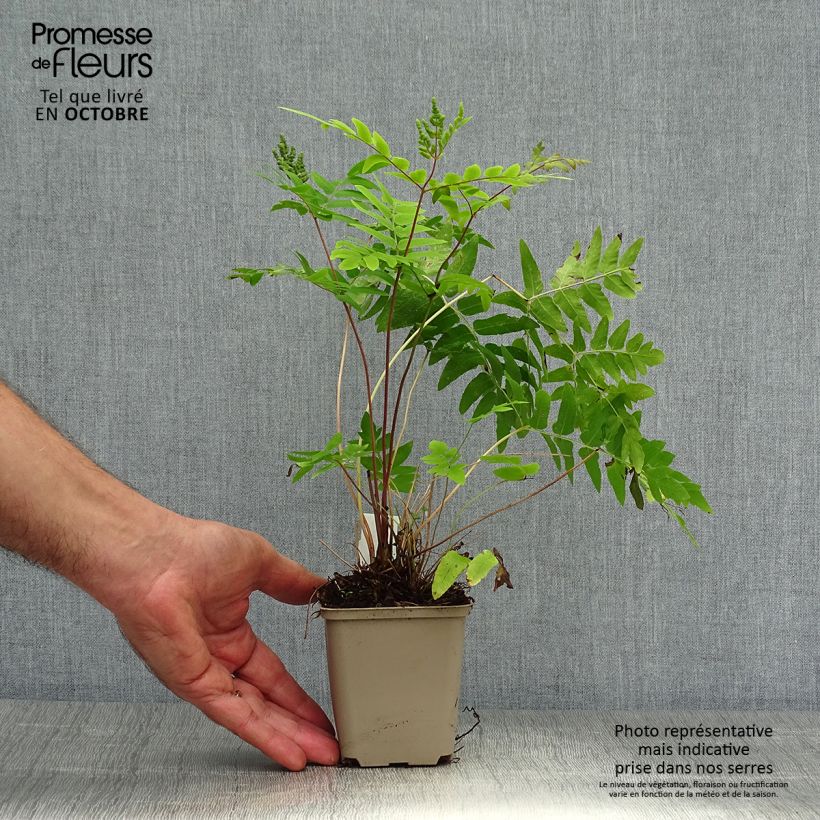 Example of Osmunda regalis Purpurascens - Königsfarn Kleine Töpfe von 8/9 cm as you get in automne