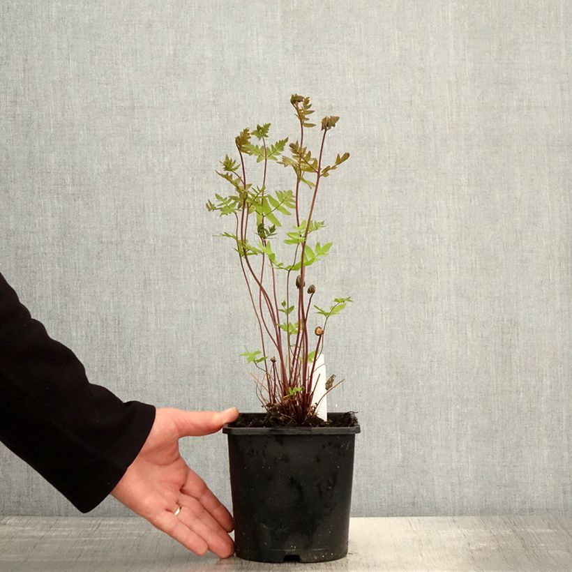 Exemplar von Osmunda regalis Purpurascens - Königsfarn Topf mit 2L/3L wie im Frühjahr geliefert