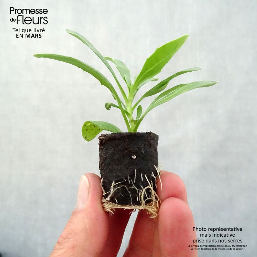 Example of Kapmargerite Dalina Special Sunshine Beauty - Osteospermum Mini-Plug Ø 3/4 cm as you get in printemps