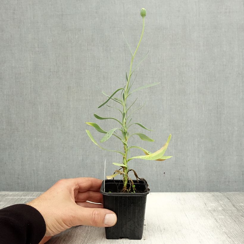 Example of Othonnie - Othonna cheirifolia Kleine Töpfe von 8/9 cm as you get in automne