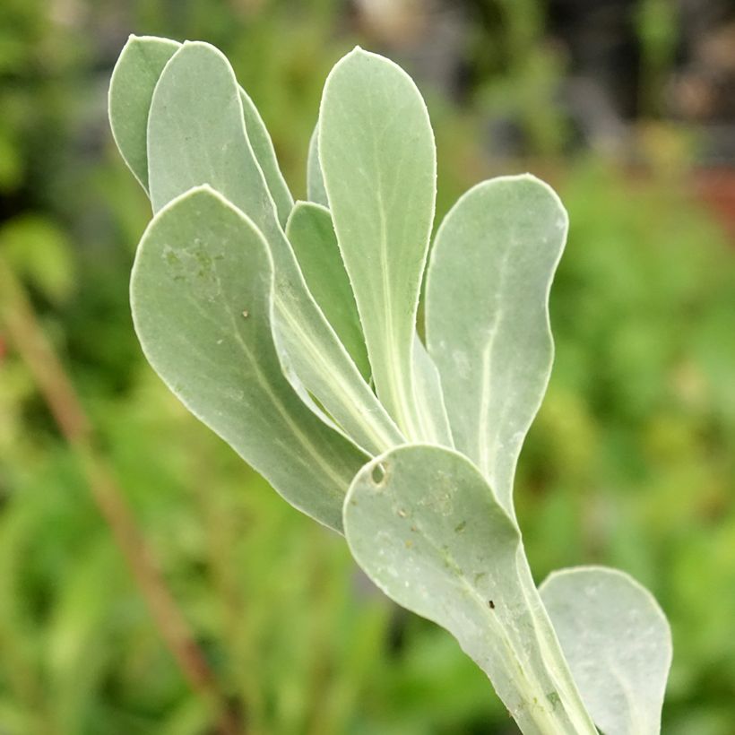 Othonnie - Othonna cheirifolia (Foliage)