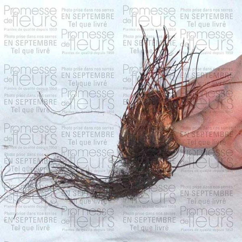 Example of Sauerklee - Oxalis adenophylla Zwiebel size 6+ as you get
