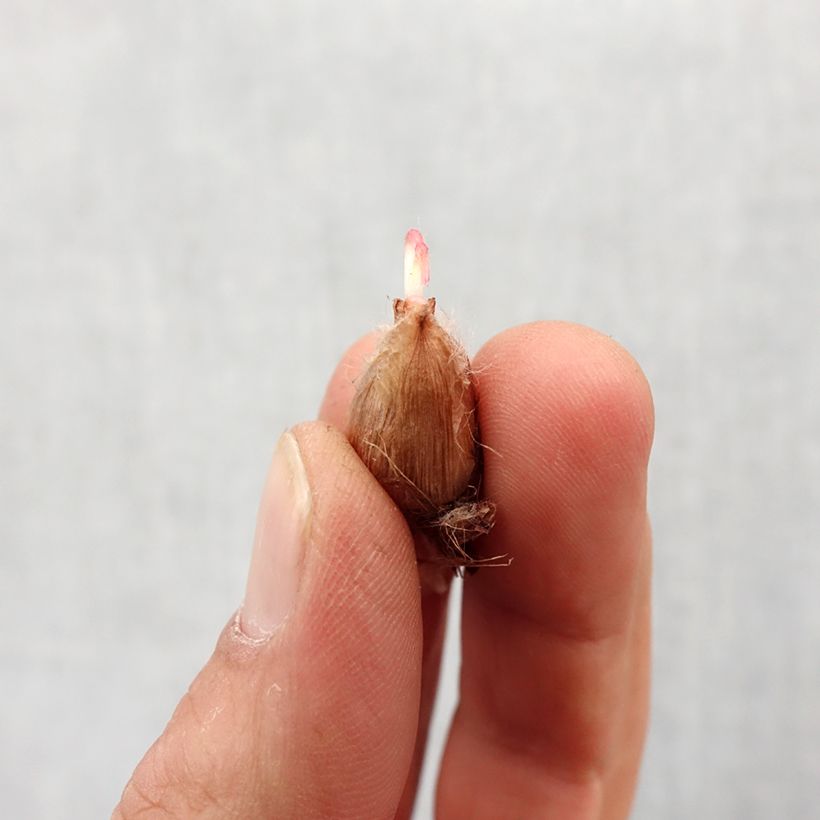 Example of Sauerklee deppei - Oxalis Zwiebel size 4+ as you get in printemps