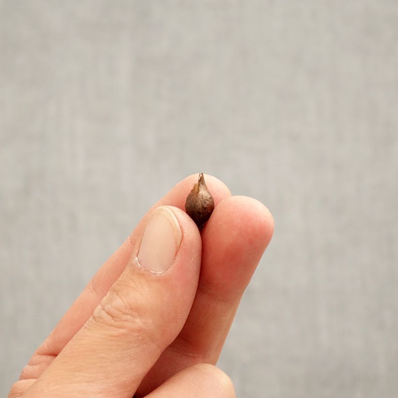 Exemplar von Purpur-Sauerklee Alba - Oxalis purpurea Zwiebel Kaliber/Größe I wie im Frühjahr geliefert