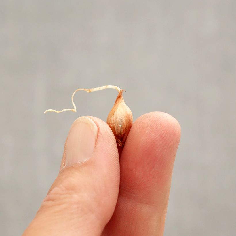 Exemplar von Purpur-Sauerklee Garnet - Oxalis purpurea Zwiebel Kaliber/Größe I wie im Frühjahr geliefert