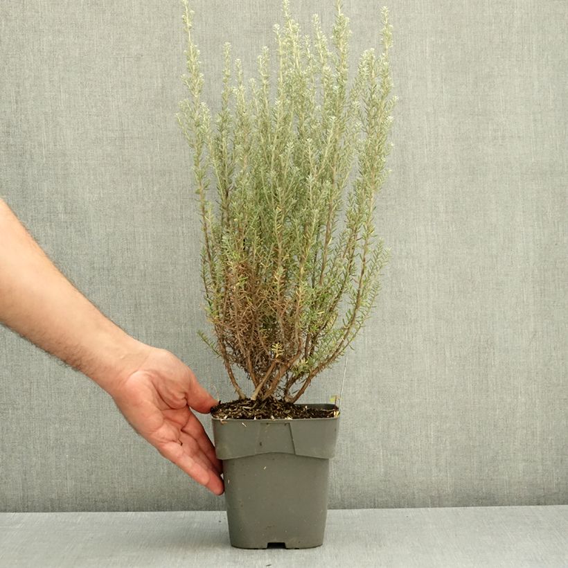 Exemplar von Ozothamnus rosmarinifolius Silver Jubilee - Ozothamnie Topf mit 2L/3L wie im Herbst geliefert