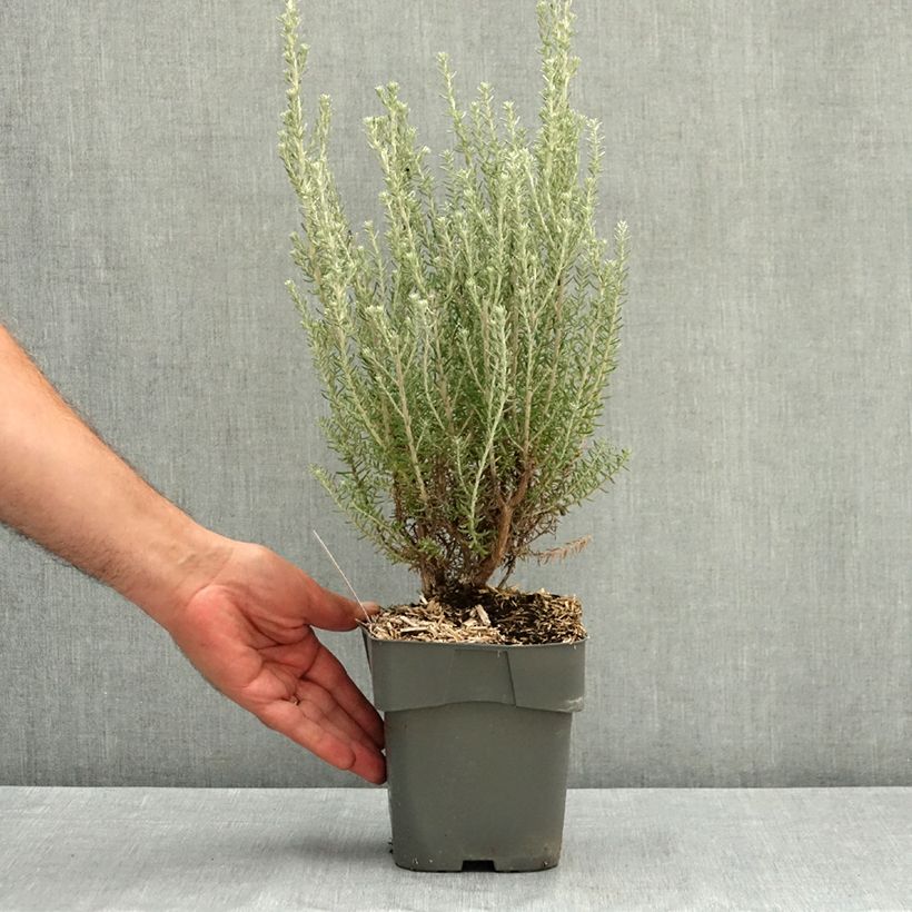 Exemplar von Ozothamnus rosmarinifolius Silver Jubilee - Ozothamnie Topf mit 2L/3L wie im Sommer geliefert