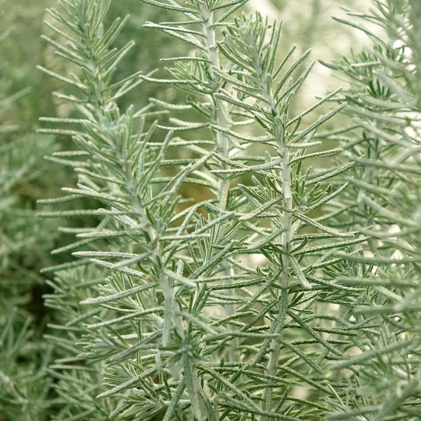 Ozothamnus rosmarinifolius Silver Jubilee - Ozothamnie (Foliage)