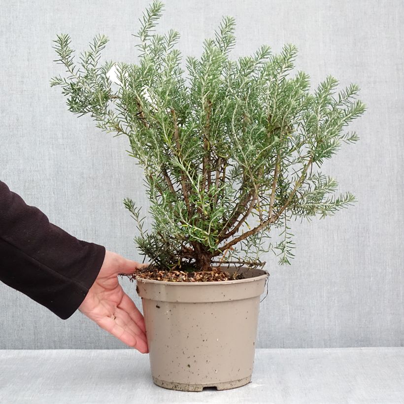 Exemplar von Ozothamnus rosmarinifolius Silver Jubilee - Ozothamnie Topf mit 4L/5L wie im Herbst geliefert
