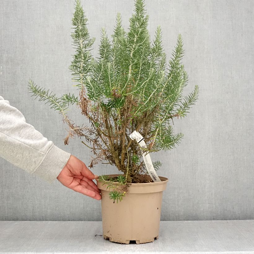 Exemplar von Ozothamnus rosmarinifolius Silver Jubilee - Ozothamnie Topf mit 4L/5L wie im Sommer geliefert