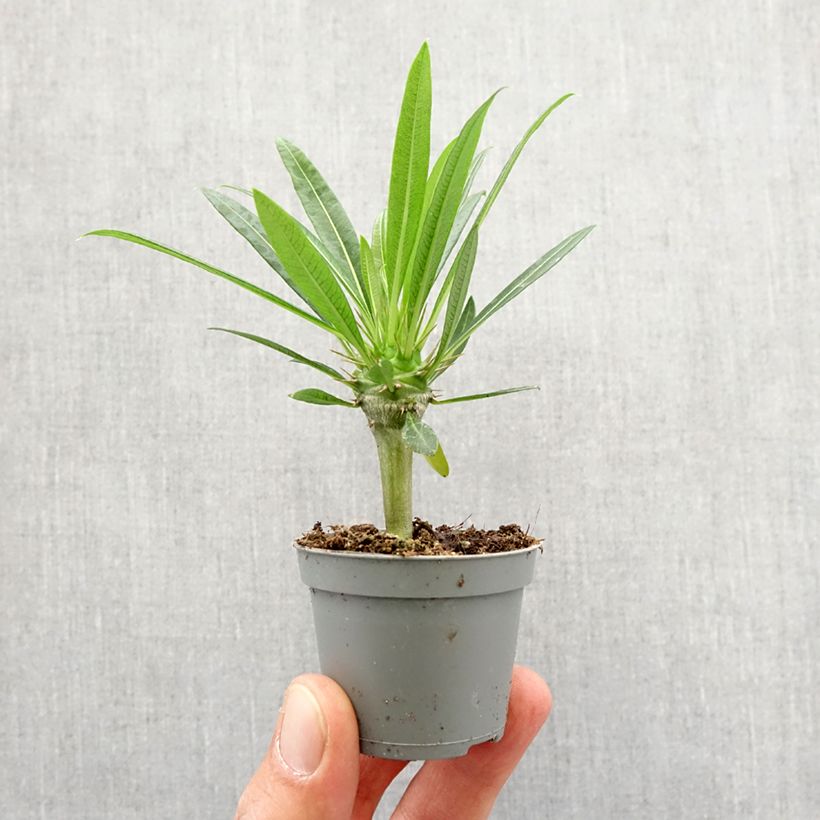 Example of Madagaskarpalme - Pachypodium lamerei Mini-plante as you get in printemps