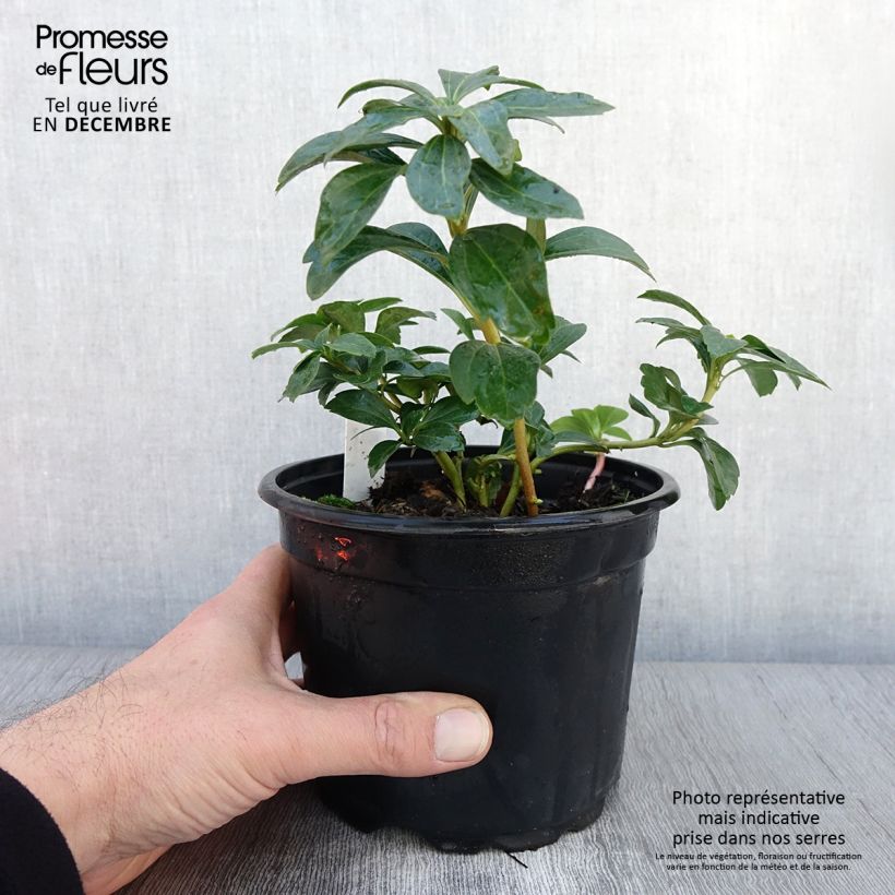 Example of Pachysandra terminalis - Japanischer Ysander Topf mit 2L/3L as you get in automne