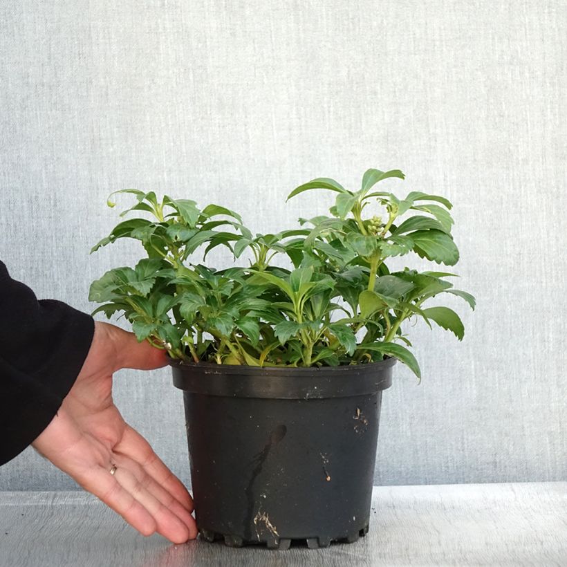 Example of Pachysandra terminalis Green Carpet - Japanischer Ysander Topf mit 2L/3L as you get in automne