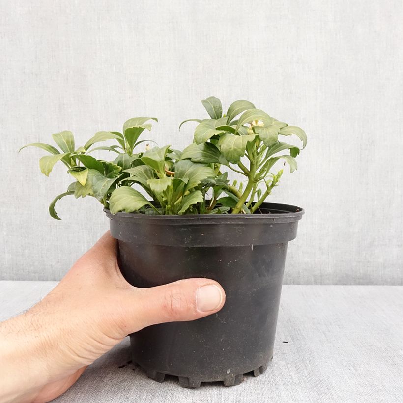 Exemplar von Pachysandra terminalis Green Carpet - Japanischer Ysander Topf mit 2L/3L wie im Frühjahr geliefert