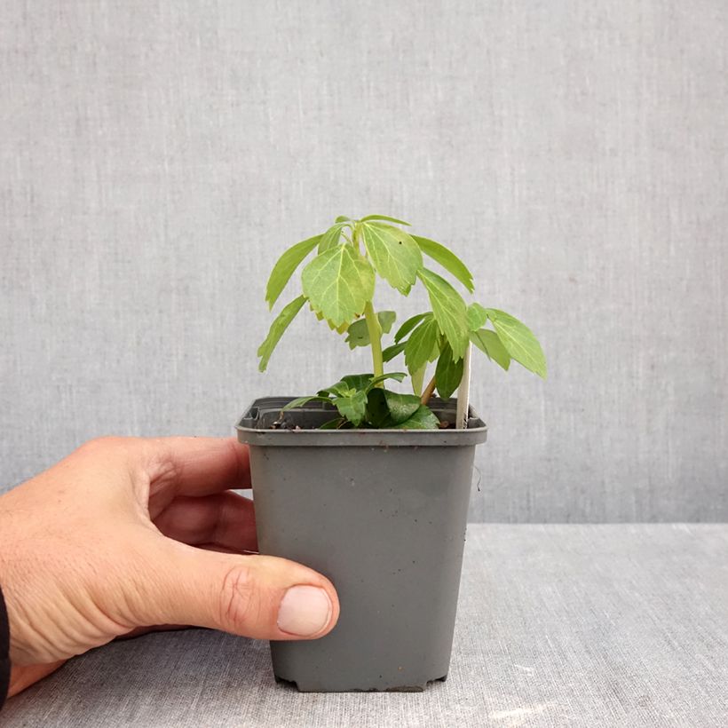 Exemplar von Pachysandra terminalis Green Carpet - Japanischer Ysander Kleine Töpfe von 8/9 cm wie im Herbst geliefert