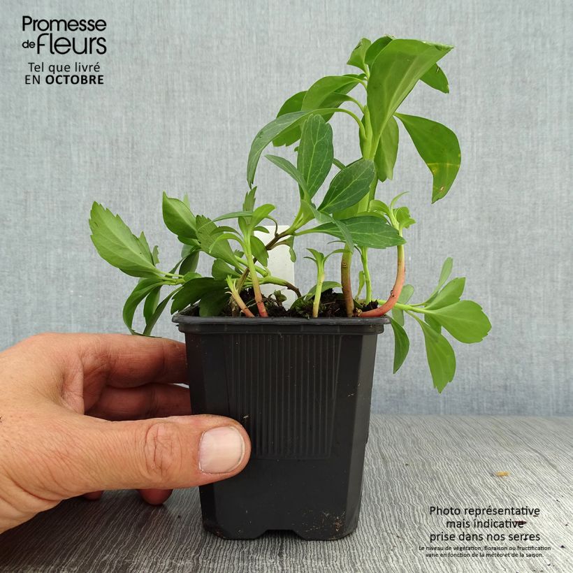 Example of Pachysandra terminalis Green Sheen - Japanischer Ysander Kleine Töpfe von 8/9 cm as you get in automne