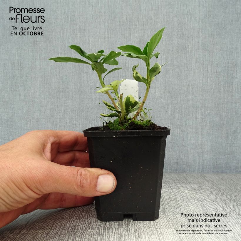 Example of Pachysandra terminalis Variegata - Japanischer Ysander Kleine Töpfe von 8/9 cm as you get in automne