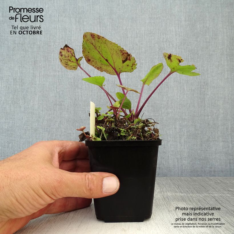 Example of Packera aurea - Kreuzkraut Kleine Töpfe von 8/9 cm as you get in automne