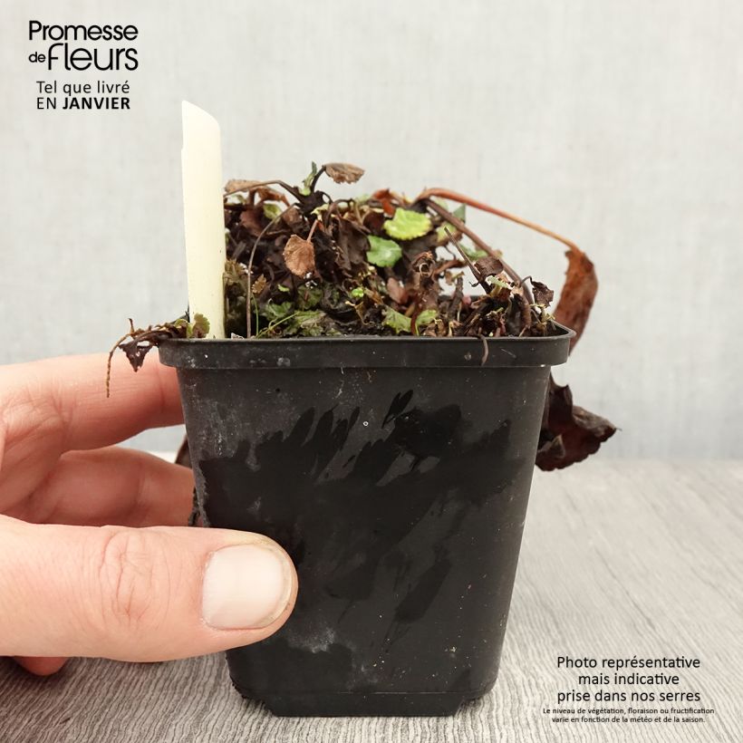 Exemplar von Packera aurea - Kreuzkraut Kleine Töpfe von 8/9 cm wie im Winter geliefert