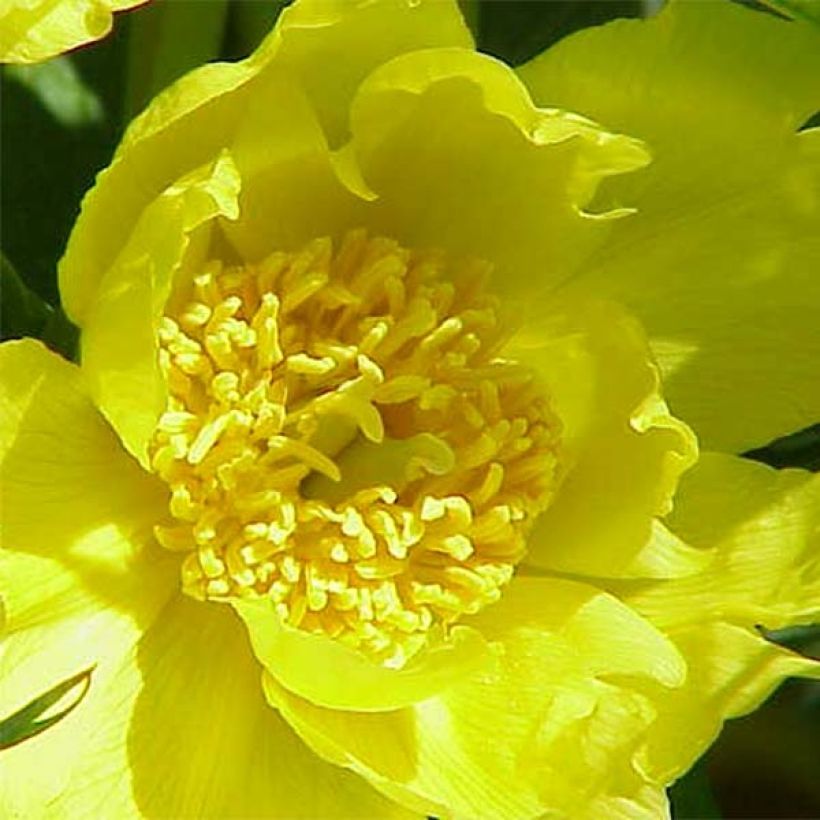 Paeonia delavayi var. lutea (Flowering)