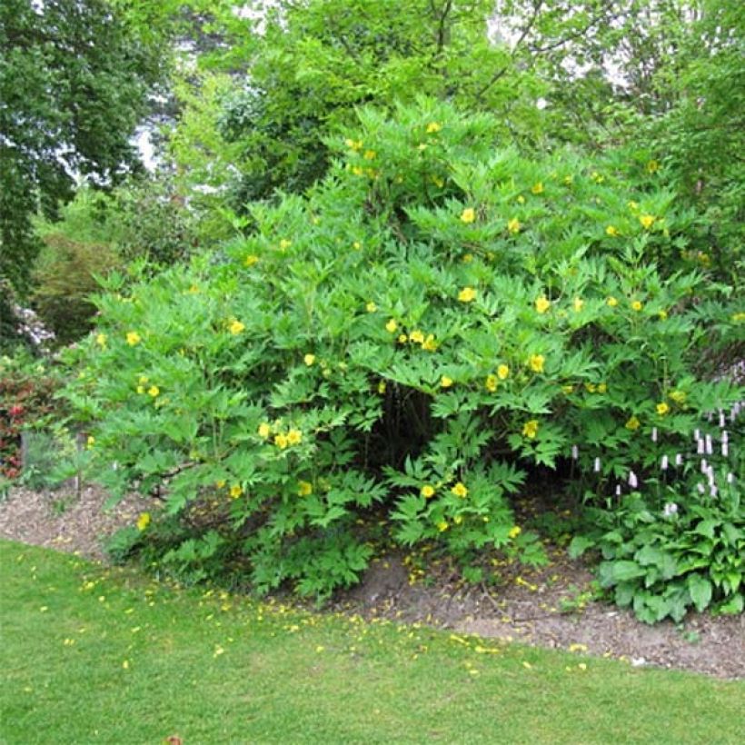 Paeonia delavayi var. lutea (Plant habit)