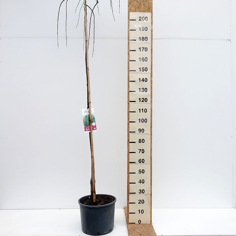 Exemplar von Sophora japonica Pendula - Japanischer Schnurbaum Topf mit 20L/25L wie im Herbst geliefert