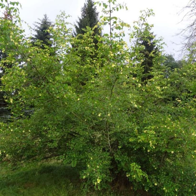 Paliurus spina-christi - Christusdorn (Plant habit)