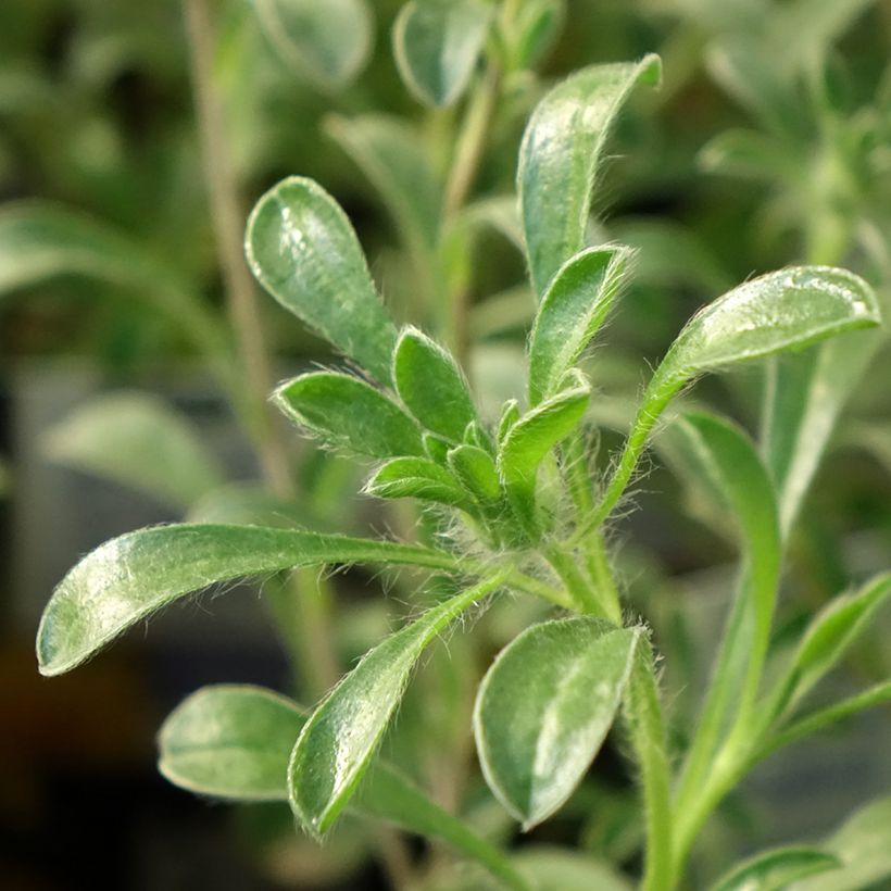 Pallenis maritima Aurelia Gold - Küstenstrandstern (Foliage)