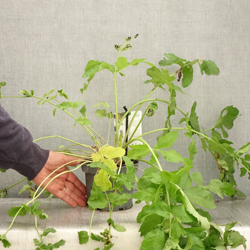 Example of Pastinak - Pastinaca sativa subsp. sativa Topf mit 1,5L/2L as you get in automne