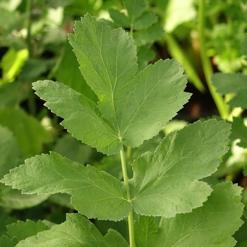 Pastinak - Pastinaca sativa subsp. sativa (Foliage)
