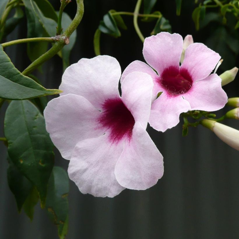 Pandorea jasminoïdes Rosea - Pandoree (Flowering)