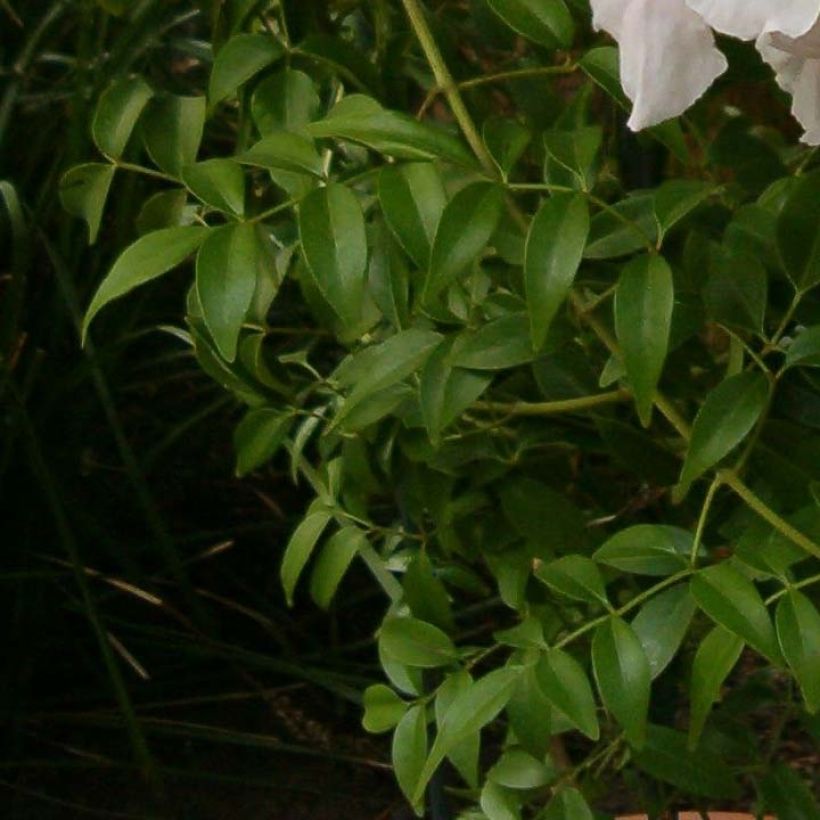 Pandorea jasminoïdes Alba - Pandoree (Foliage)