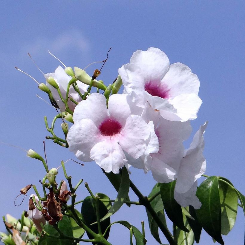 Pandorea jasminoïdes Alba - Pandoree (Flowering)