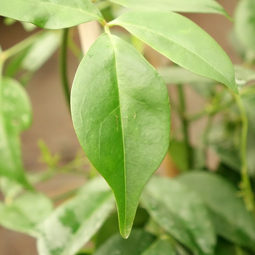 Pandorea jasminoïdes Rosea - Pandoree (Foliage)