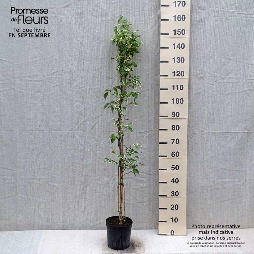 Example of Pandorea jasminoïdes Variegata - Pandoree Topf mit 3L/4L as you get in automne