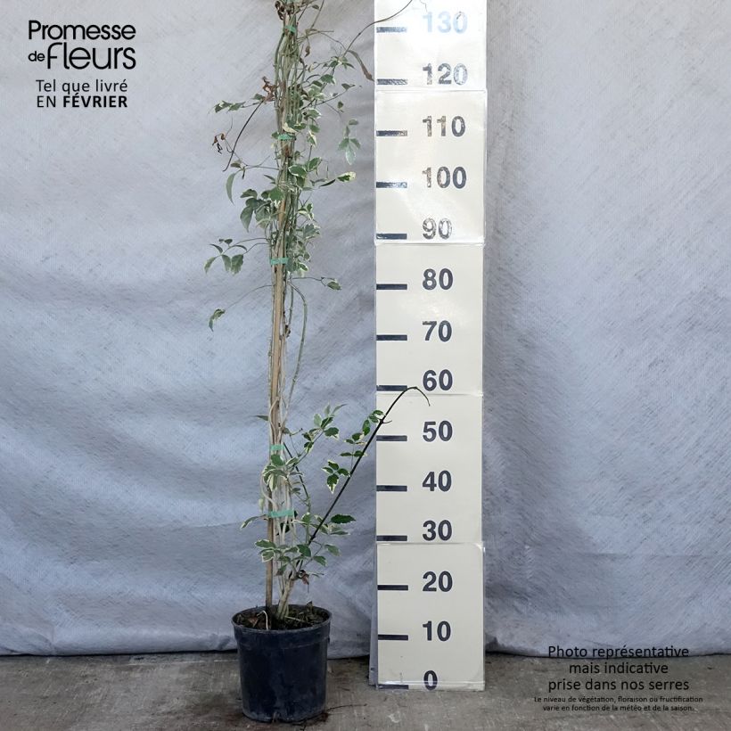 Exemplar von Pandorea jasminoïdes Variegata - Pandoree Topf mit 3L/4L wie im Winter geliefert