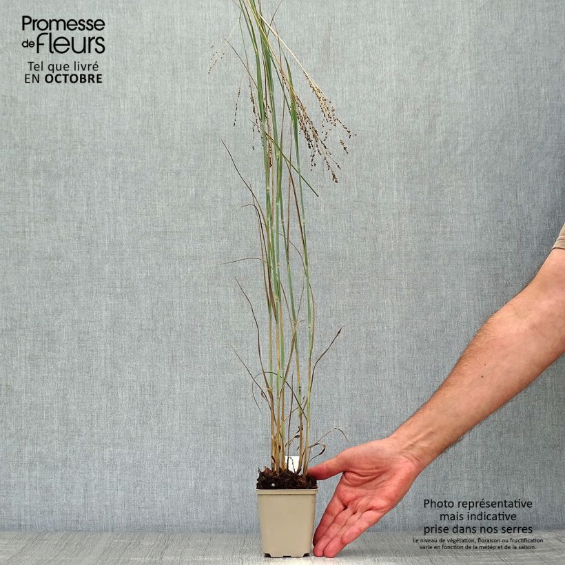 Example of Panicum virgatum Blue Darkness - Ruten-Hirse Kleine Töpfe von 8/9 cm as you get in automne