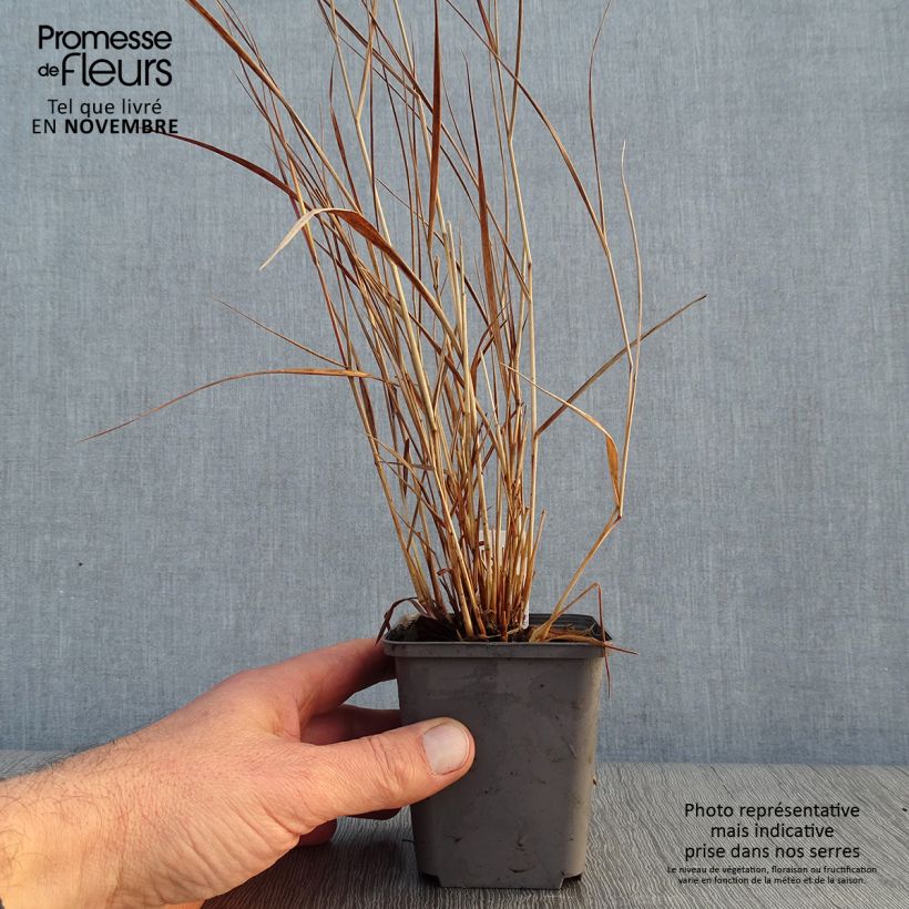 Example of Panicum virgatum Cheyenne Sky - Ruten-Hirse Kleine Töpfe von 8/9 cm as you get in automne