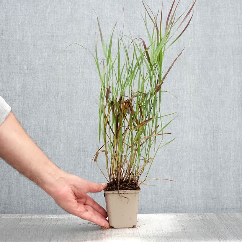 Exemplar von Panicum virgatum Cheyenne Sky - Ruten-Hirse Kleine Töpfe von 8/9 cm wie im Sommer geliefert