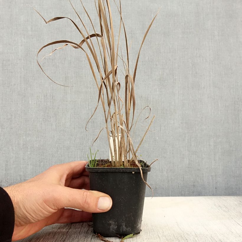 Example of Panicum virgatum Cloud Nine - Ruten-Hirse Kleine Töpfe von 8/9 cm as you get in automne