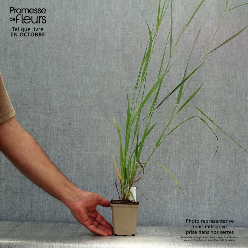 Example of Panicum virgatum Dallas Blues - Ruten-Hirse Kleine Töpfe von 8/9 cm as you get in automne