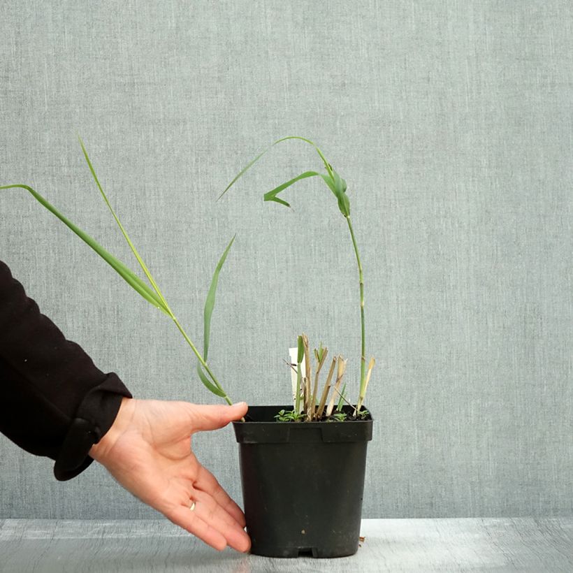 Example of Panicum virgatum Dallas Blues - Ruten-Hirse Topf mit 2L/3L as you get in automne