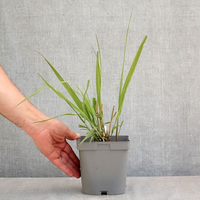 Exemplar von Panicum virgatum Dallas Blues - Ruten-Hirse Topf mit 2L/3L wie im Frühjahr geliefert