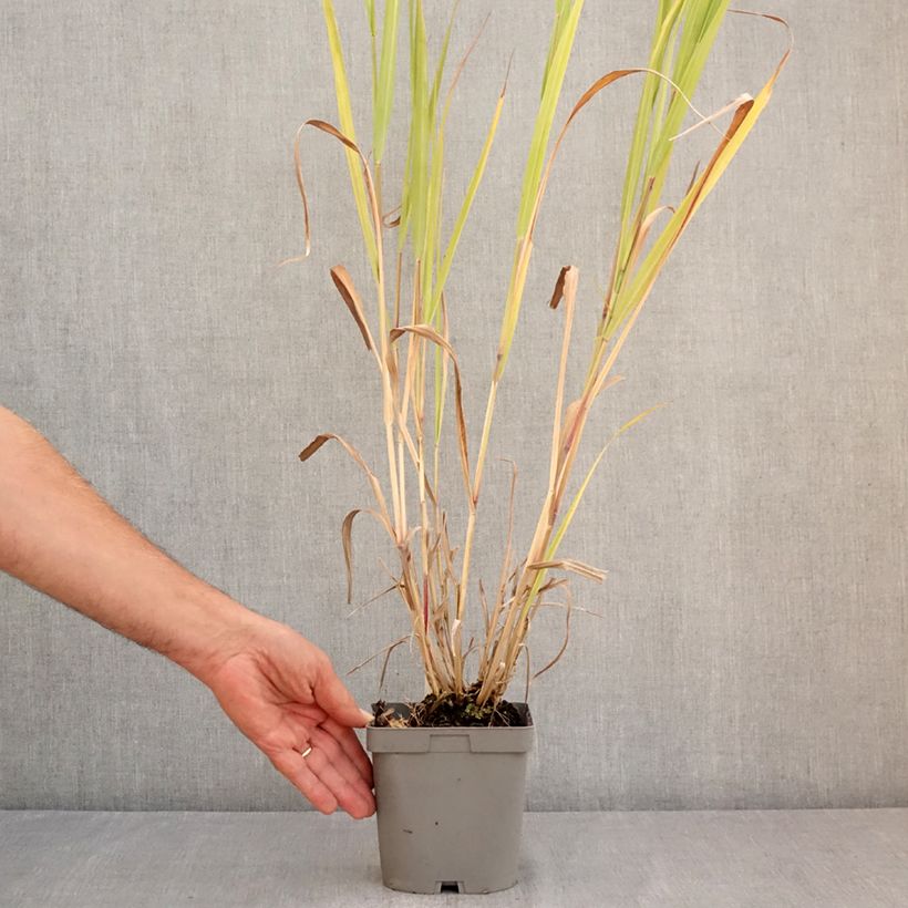 Exemplar von Panicum virgatum Dallas Blues - Ruten-Hirse Topf mit 2L/3L wie im Sommer geliefert