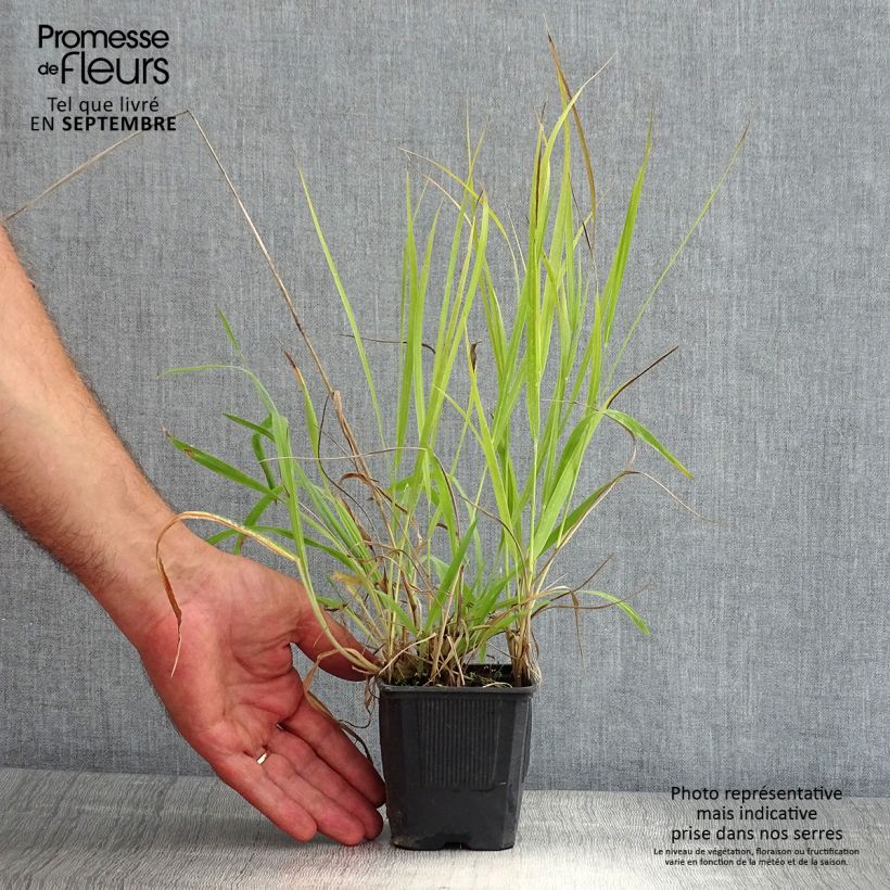 Example of Panicum virgatum Hanse Herms - Ruten-Hirse Kleine Töpfe von 8/9 cm as you get in ete